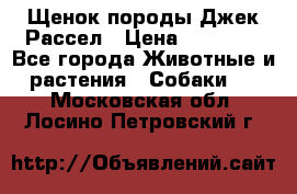 Щенок породы Джек Рассел › Цена ­ 50 000 - Все города Животные и растения » Собаки   . Московская обл.,Лосино-Петровский г.